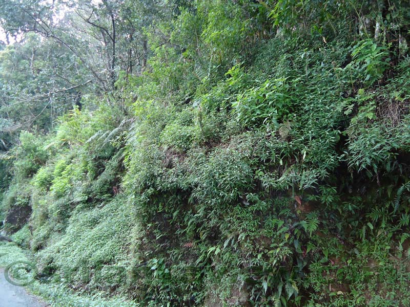 Riverston Rainy Season