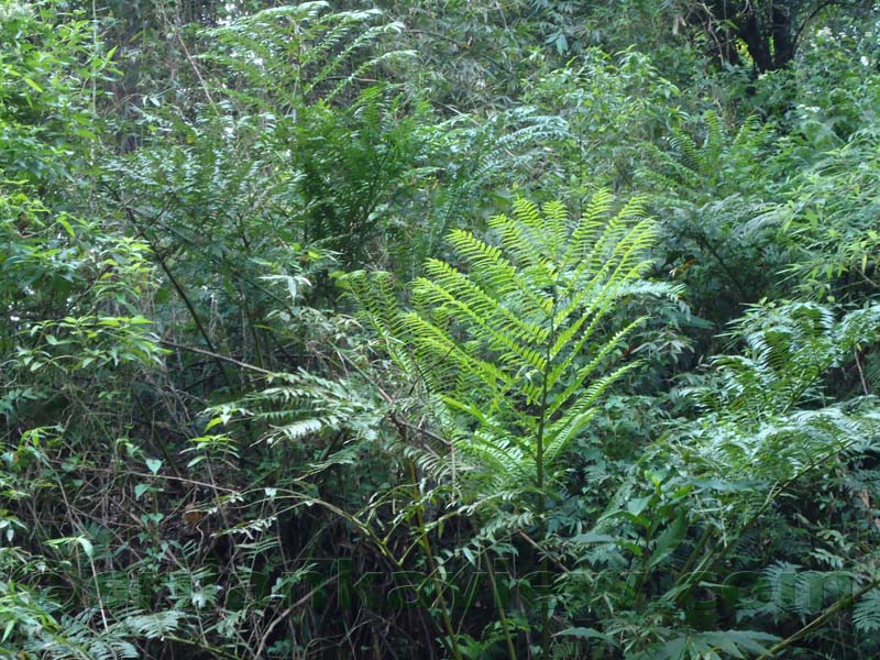 Riverston Rainy Season