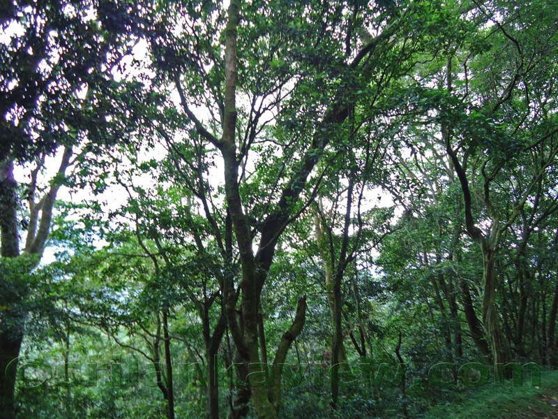 Riverston Rainy Season