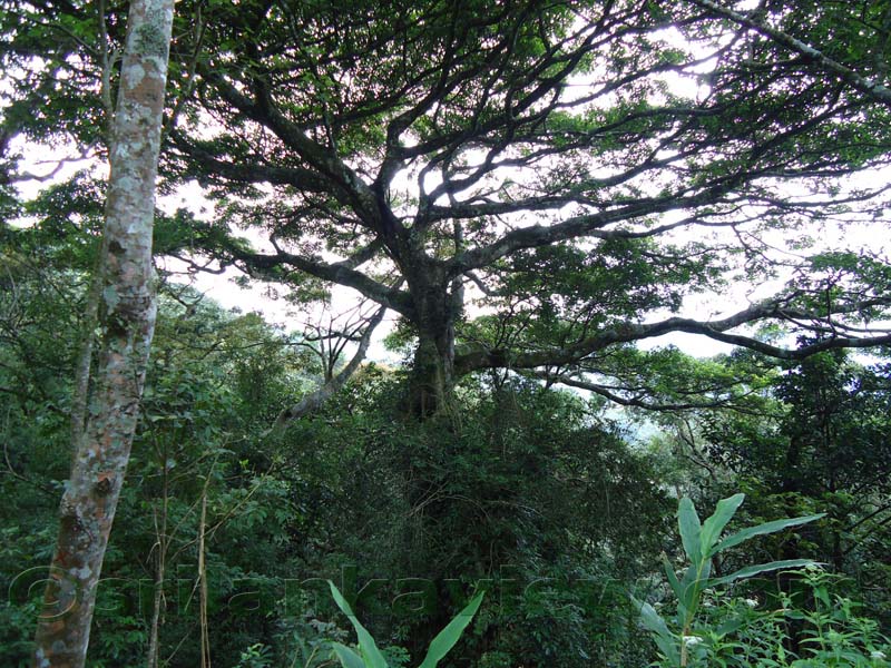 Riverston Rainy Season