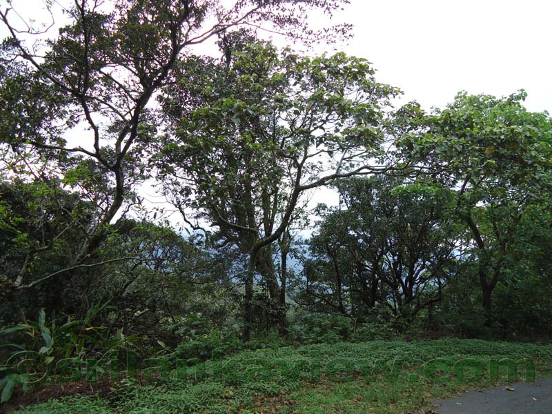 Riverston Rainy Season