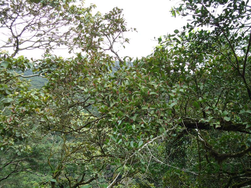 Riverston Rainy Season