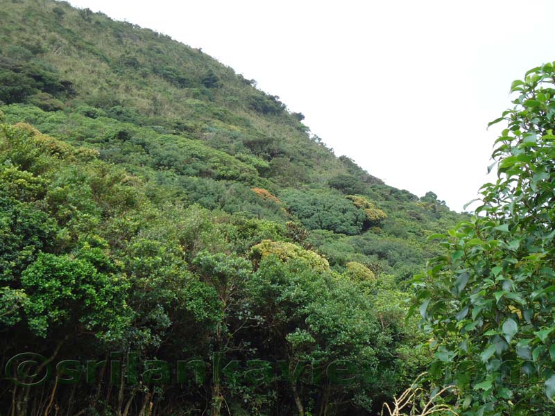 Riverston Rainy Season