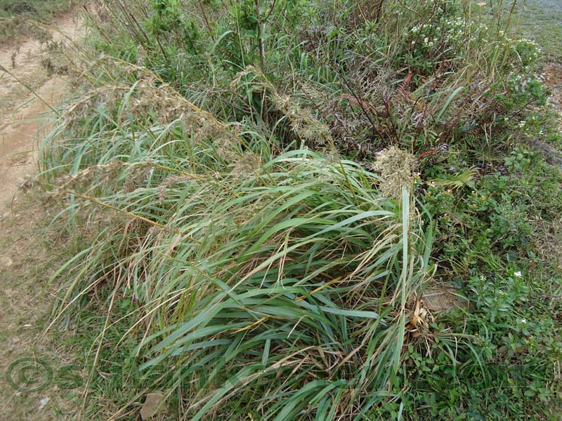 Riverston Rainy Season