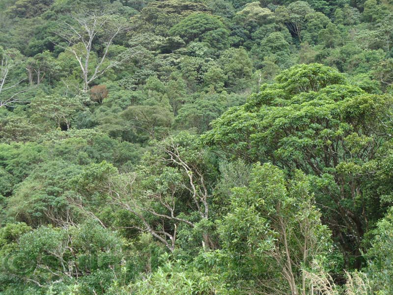 Riverston Rainy Season