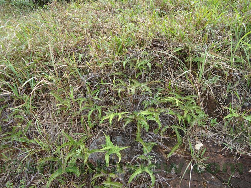 Riverston Rainy Season