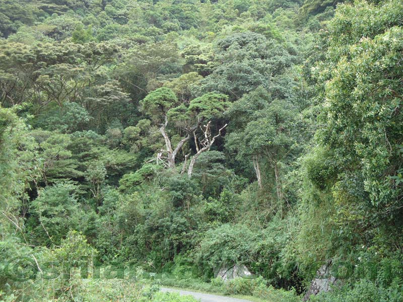 Riverston Rainy Season