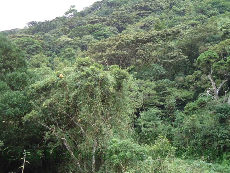 Riverston Rainy Season