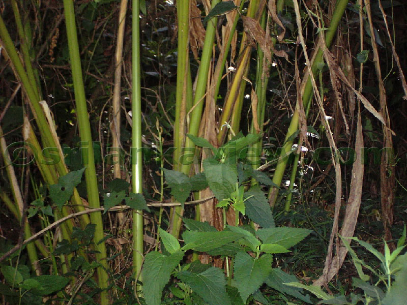 Approaching Matale from Kandy Motor way.