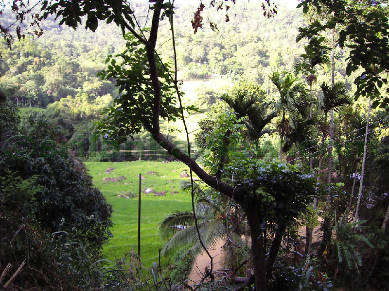 Approaching Matale from Kandy Motor way.