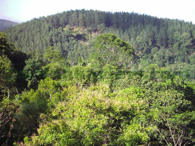 Approaching Matale from Kandy Motor way.