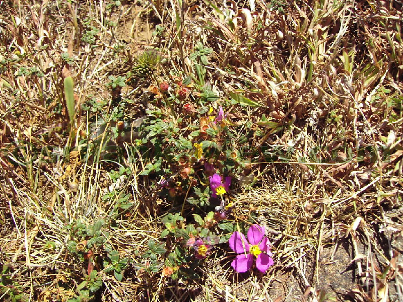Approaching Matale from Kandy Motor way.