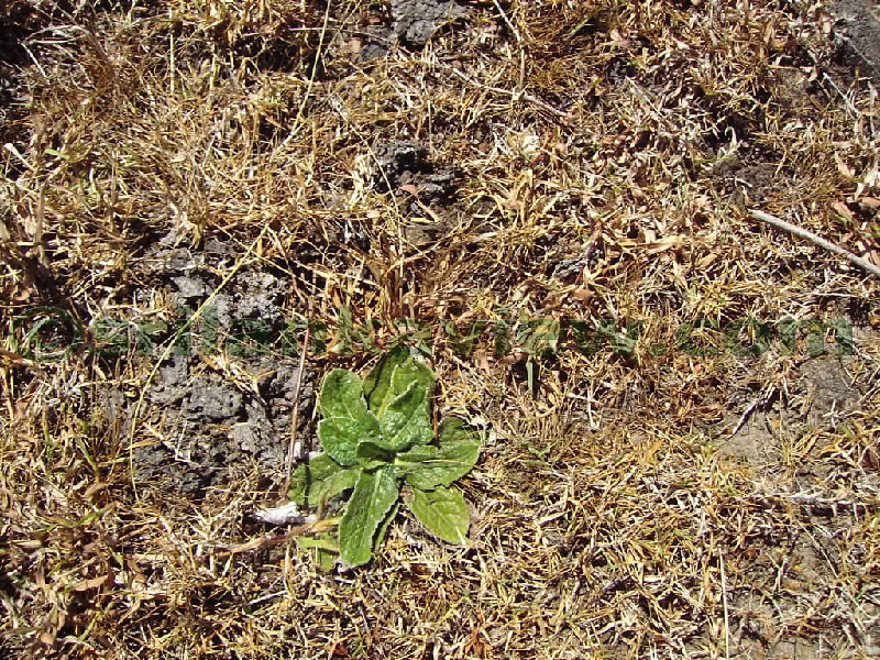 Approaching Matale from Kandy Motor way.
