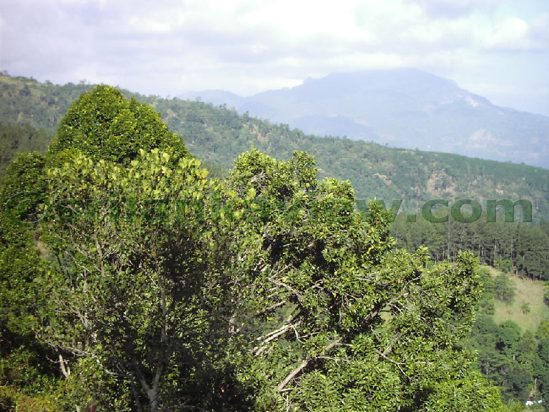 Approaching Matale from Kandy Motor way.