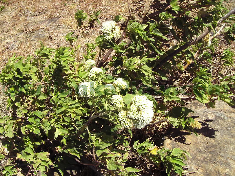 Approaching Matale from Kandy Motor way.