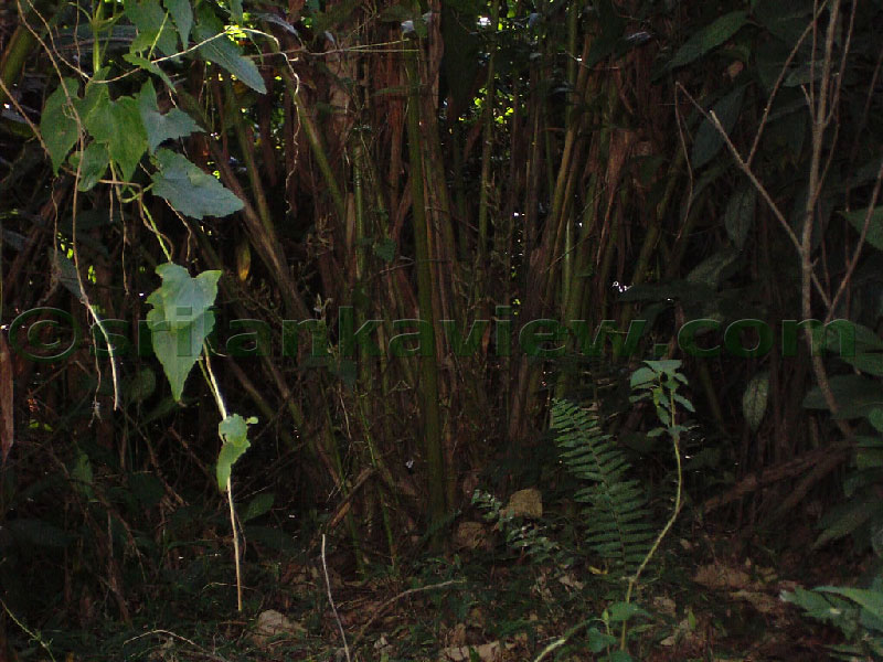 Approaching Matale from Kandy Motor way.