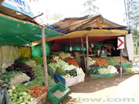 Nuwara Eliya Vegetable vendor
