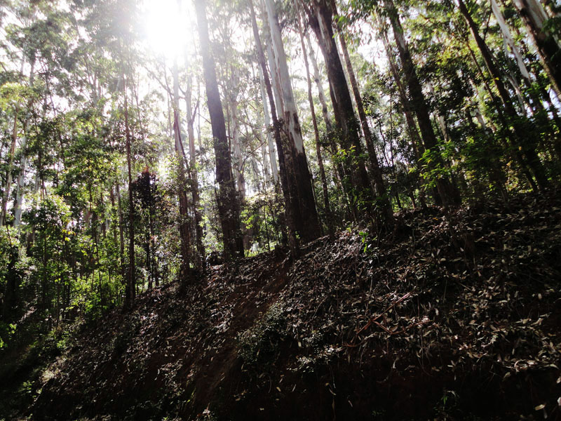 Pidurutalagala Mountain and Forest Reserve scenery