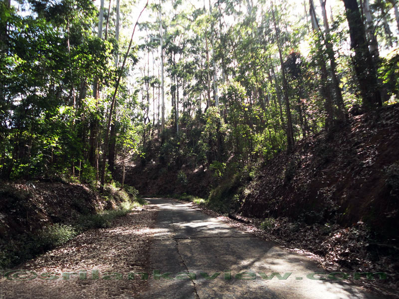 Pidurutalagala Mountain and Forest Reserve scenery