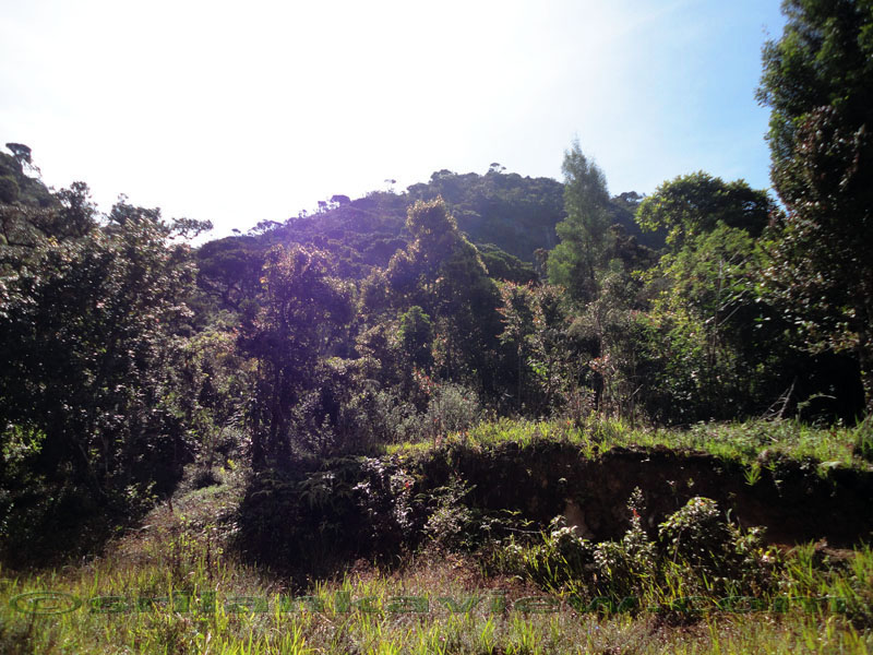 Pidurutalagala Mountain and Forest Reserve scenery