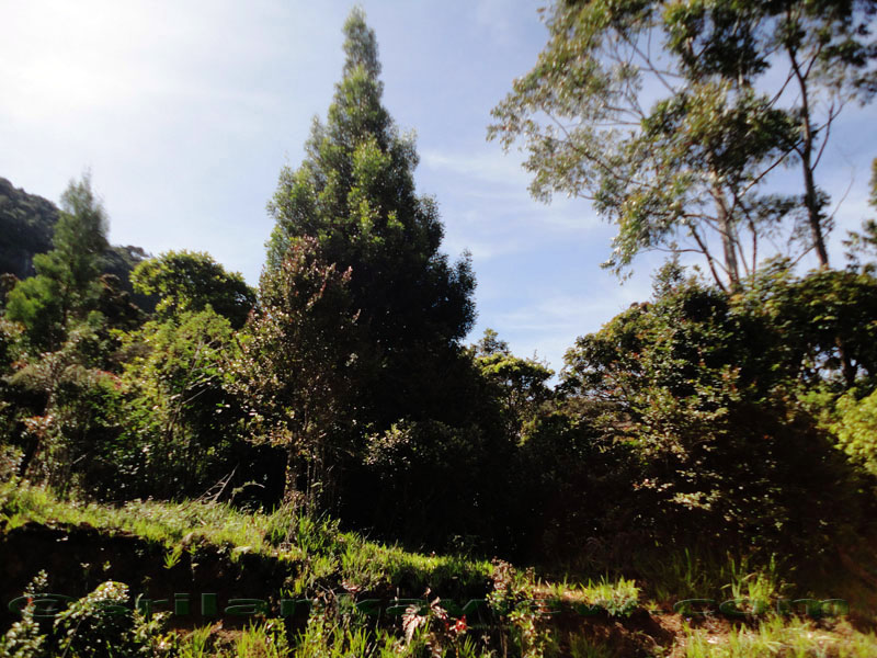 Pidurutalagala Mountain and Forest Reserve scenery