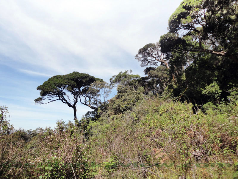 Pidurutalagala Mountain and Forest Reserve scenery