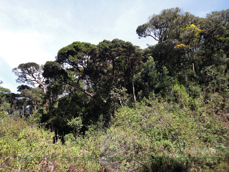 Pidurutalagala Mountain and Forest Reserve scenery