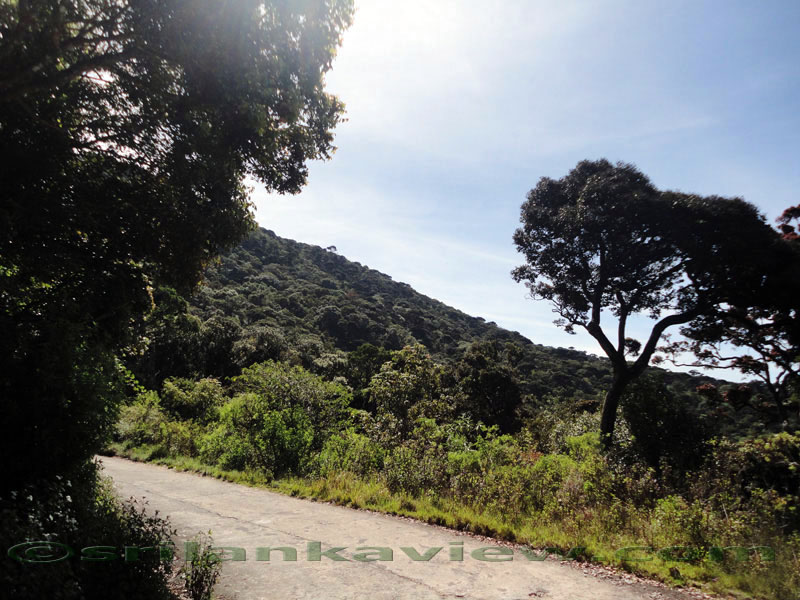 Pidurutalagala Mountain and Forest Reserve scenery