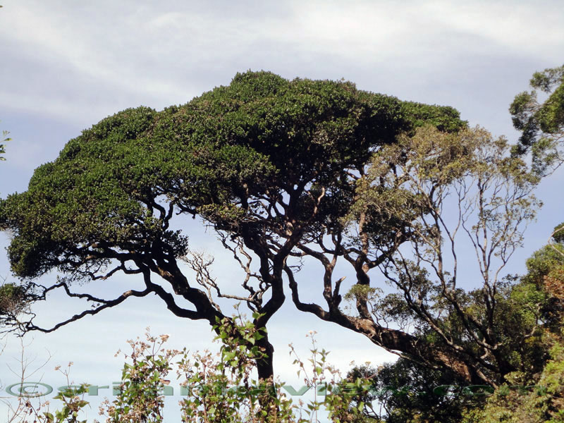 Pidurutalagala Mountain and Forest Reserve,Sri Lanka, SriLankaView