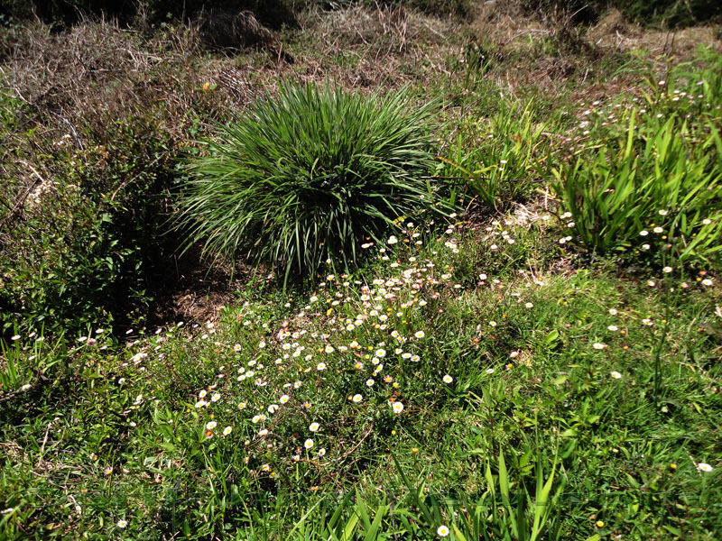 Pidurutalagala Mountain and Forest Reserve scenery
