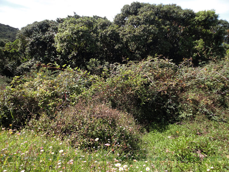 Pidurutalagala Mountain and Forest Reserve scenery