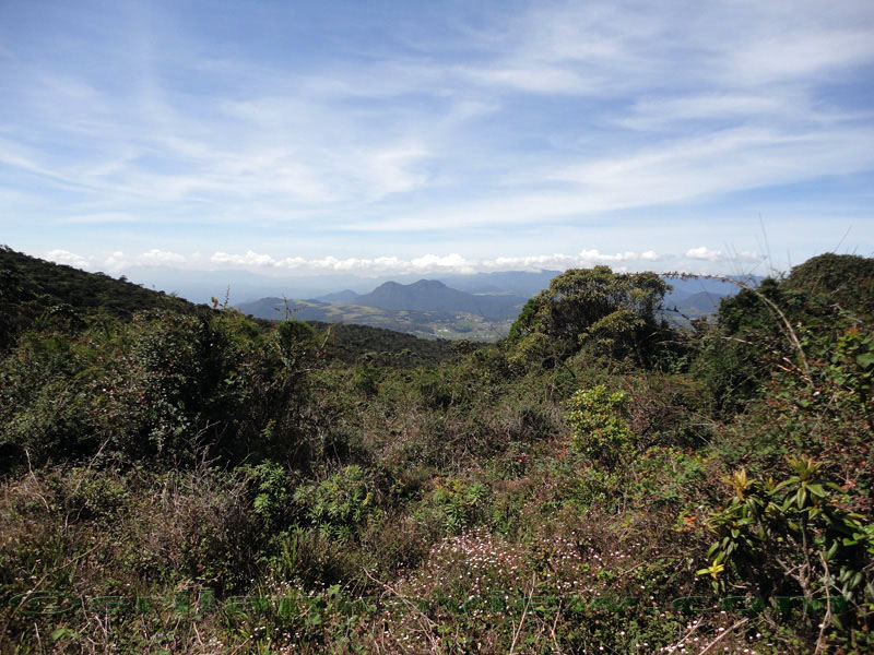 Pidurutalagala Mountain and Forest Reserve scenery