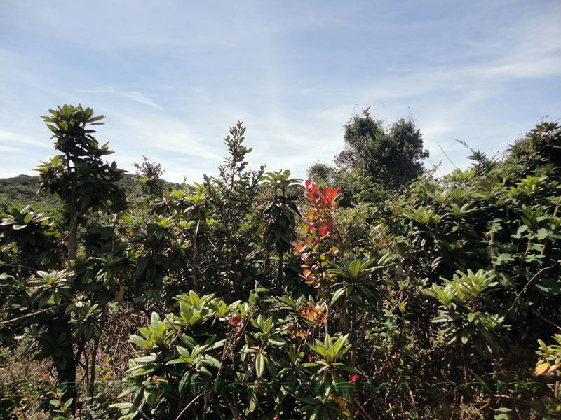 Pidurutalagala Mountain and Forest Reserve scenery