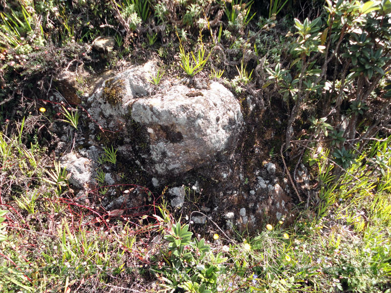 Pidurutalagala Mountain and Forest Reserve scenery