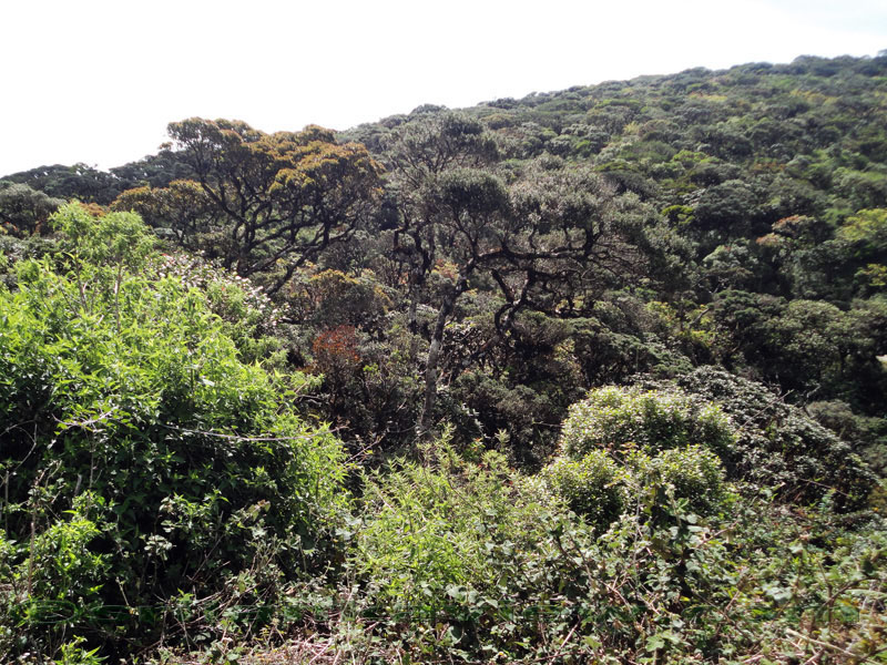 Pidurutalagala Mountain and Forest Reserve scenery