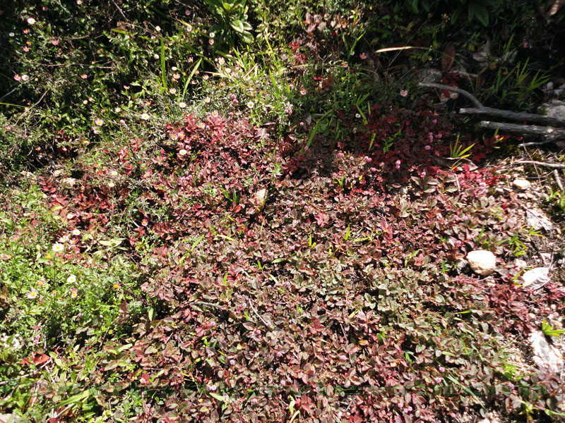 Pidurutalagala Mountain and Forest Reserve scenery