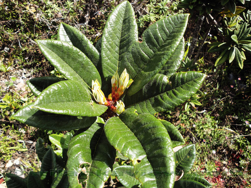Pidurutalagala Mountain and Forest Reserve scenery