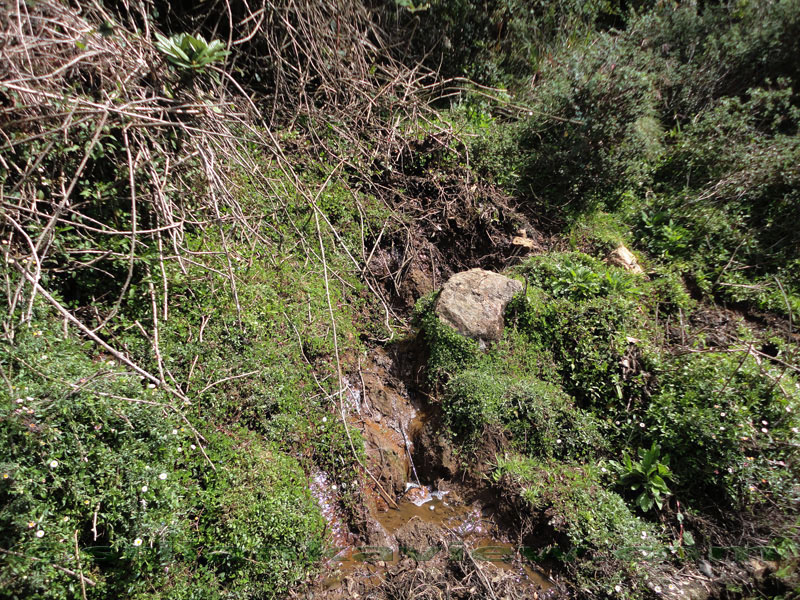 Pidurutalagala Mountain and Forest Reserve scenery