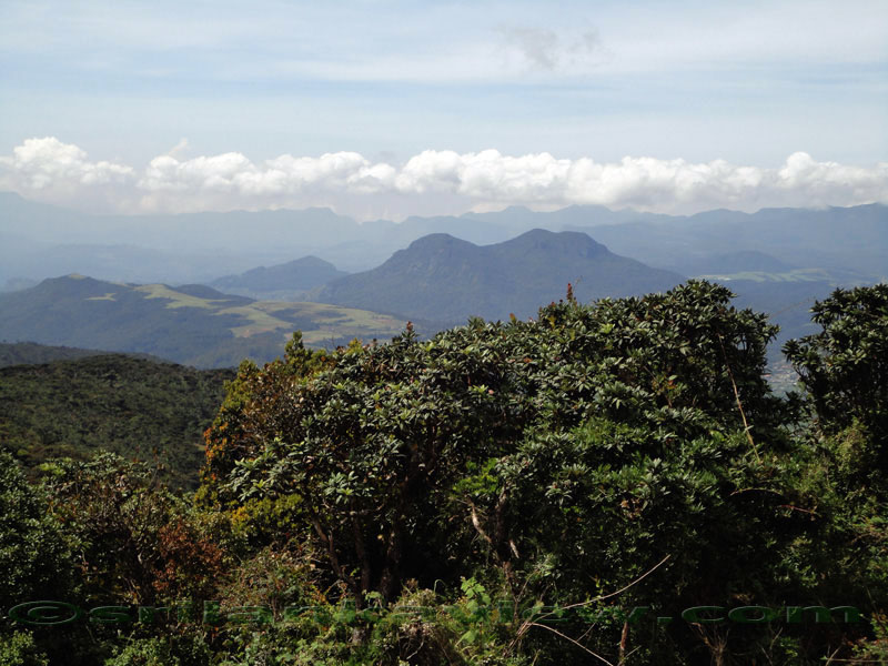 Pidurutalagala Mountain and Forest Reserve scenery