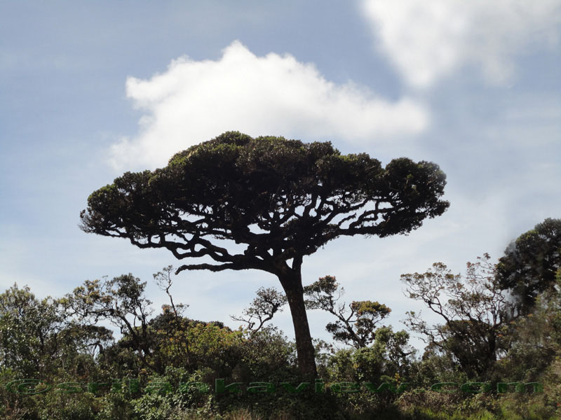 Pidurutalagala Mountain and Forest Reserve scenery
