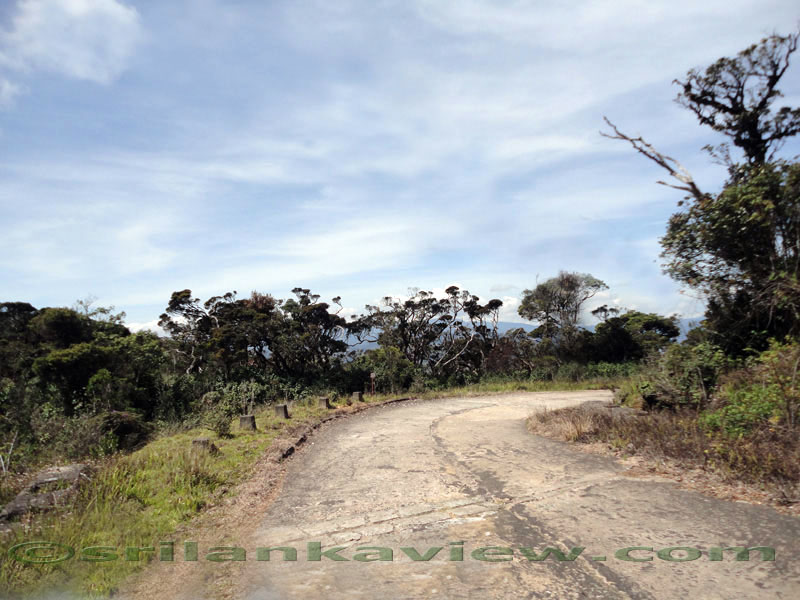 Pidurutalagala Mountain and Forest Reserve scenery