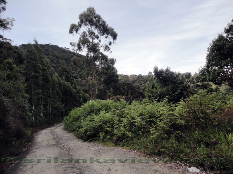 Pidurutalagala Mountain and Forest Reserve scenery