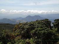 Pidurutalagala Peak & Forest