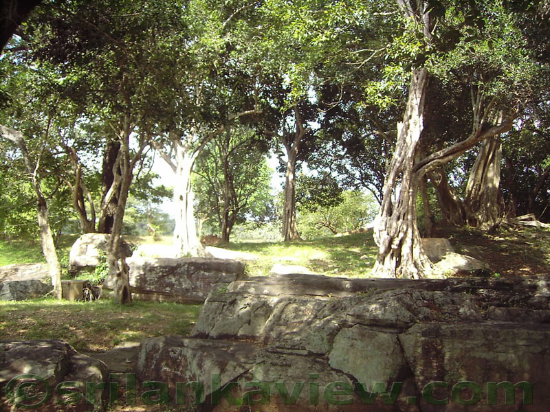 These trees and stone boulders enrich the surrounding to Gal Viharaya. To reach Gal Viharaya, you need to come from Kiri Vehera.