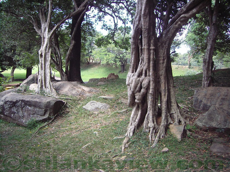 The gravel road can be seen as a horizontal line running at the back of these trees. Gal Viharaya, Polonnaruwa