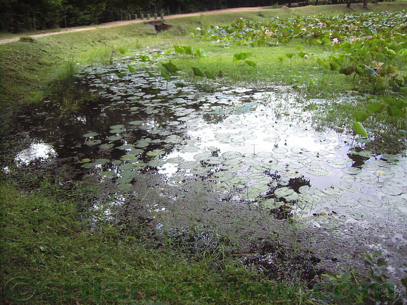 This pond is situated at the immediate surrounding of Gal Viharaya