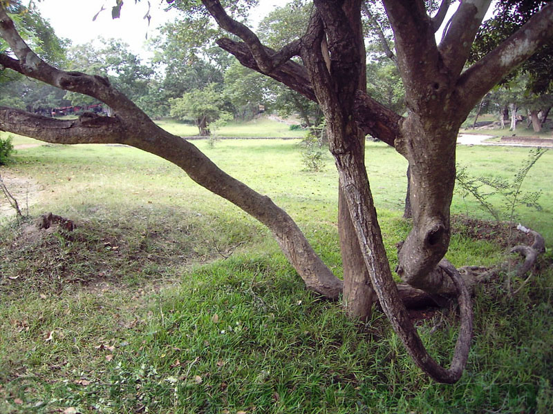 The blending of the nature at Gal Viharaya premises.