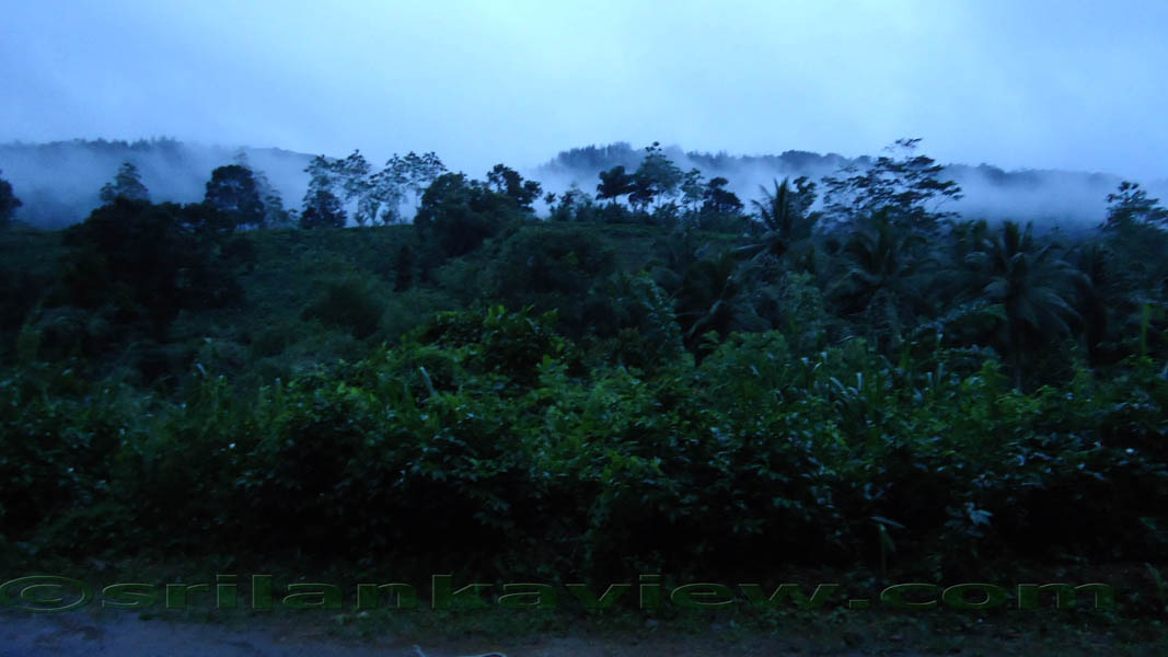 Sinharaja Rainforest Photograph