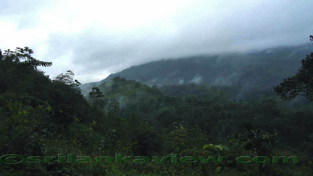 Sinharaja Rainforest Photograph