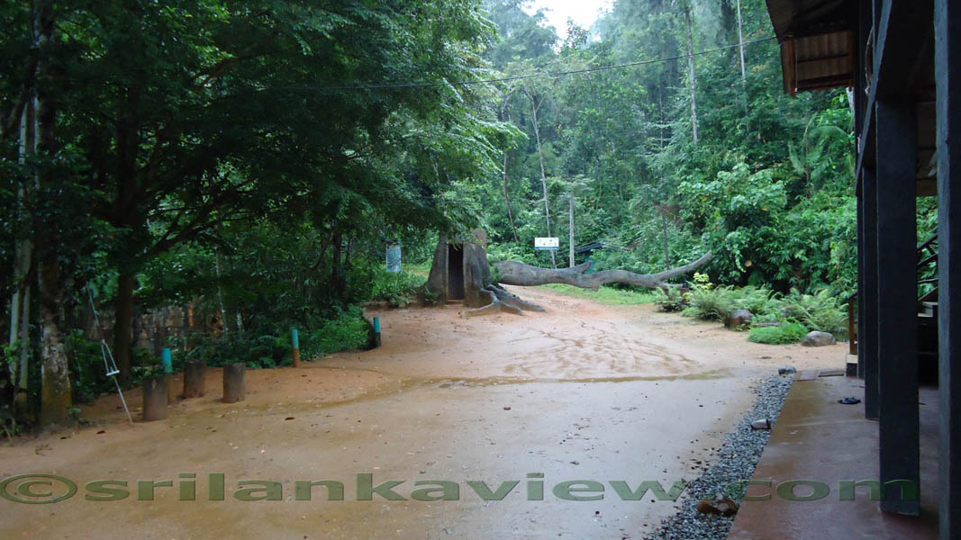 Sinharaja Rainforest Photograph